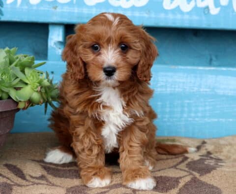 Vince Cavapoo