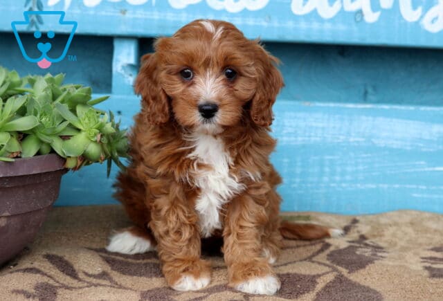 Vince Cavapoo image