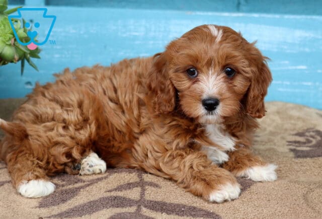 Vince Cavapoo2 image