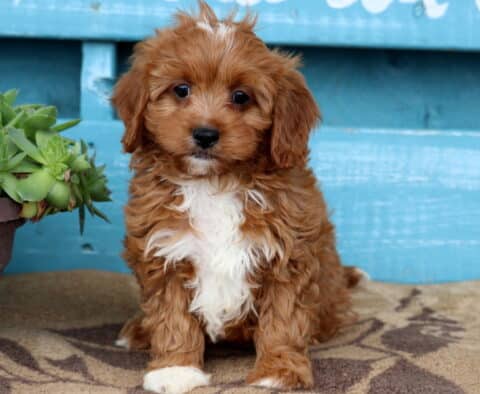 Vinnie Cavapoo