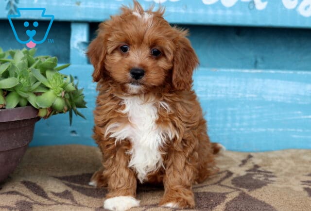 Vinnie Cavapoo image