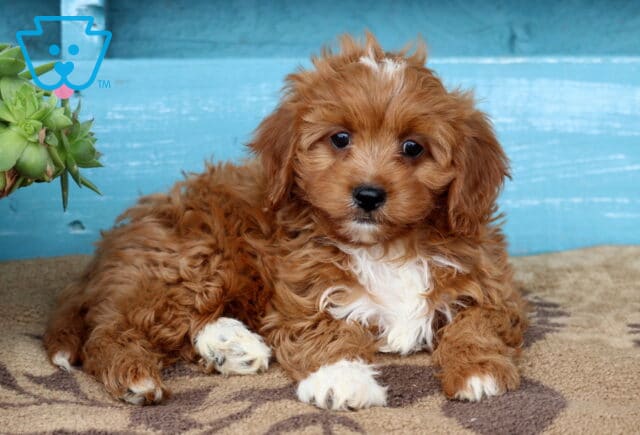 Vinnie Cavapoo2 image