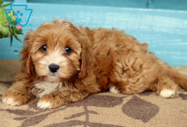 Sweet-faced Cavapoo puppy with wavy apricot fur and a white muzzle, chest, and paws lying comfortably on a patterned rug in front of a turquoise wooden wall next to a succulent plant. image