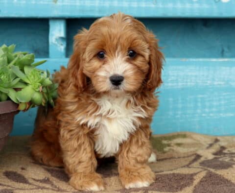 Violet Cavapoo2