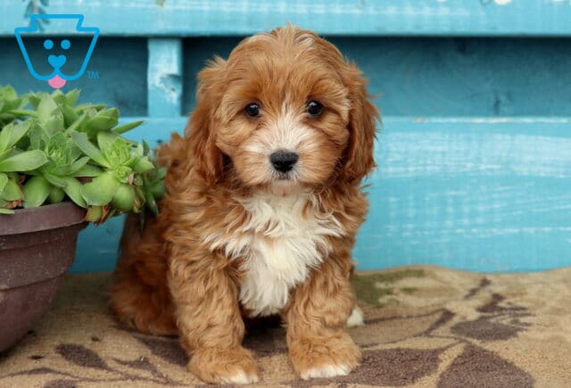 Fluffy Cavapoo puppy with a white face, chest, and paws sits sweetly on a patterned rug beside a succulent-filled pot, backed by a weathered turquoise wooden wall. image