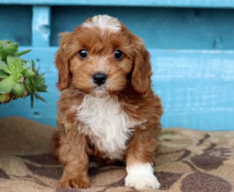 Vito Cavapoo