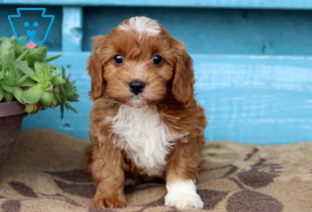 Vito Cavapoo image