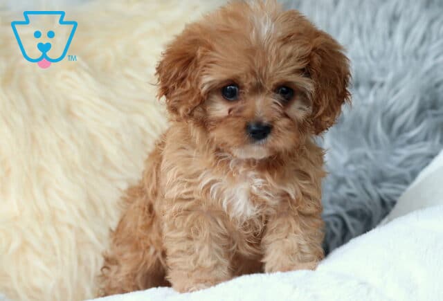 Wavy Cavapoo image