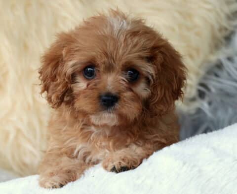 Wavy Cavapoo2