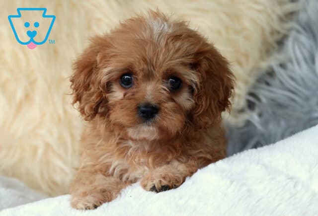 Wavy Cavapoo2 image