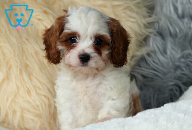 Whiskers Cavapoo image