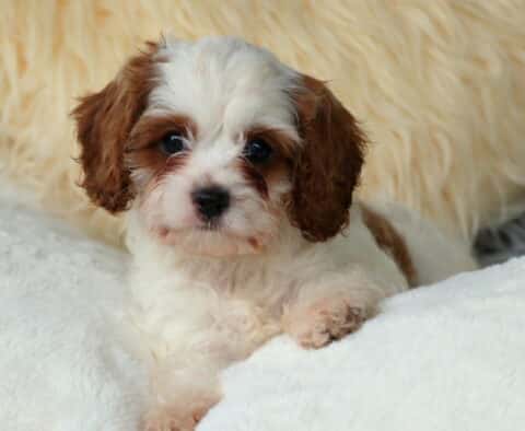 Whiskers Cavapoo2