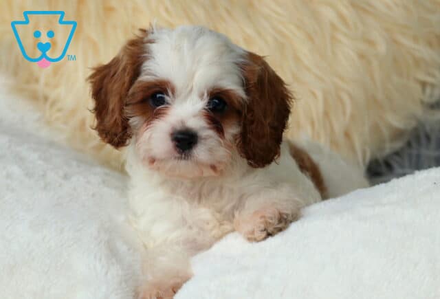 Whiskers Cavapoo2 image