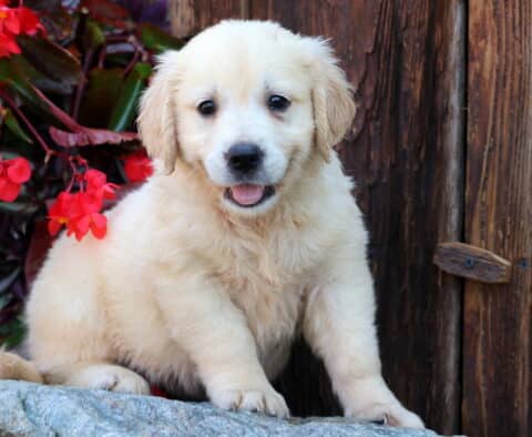 Whiskers Golden