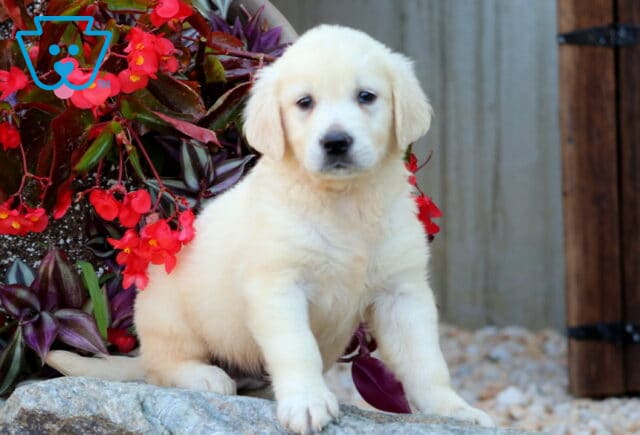 Whispher Golden image