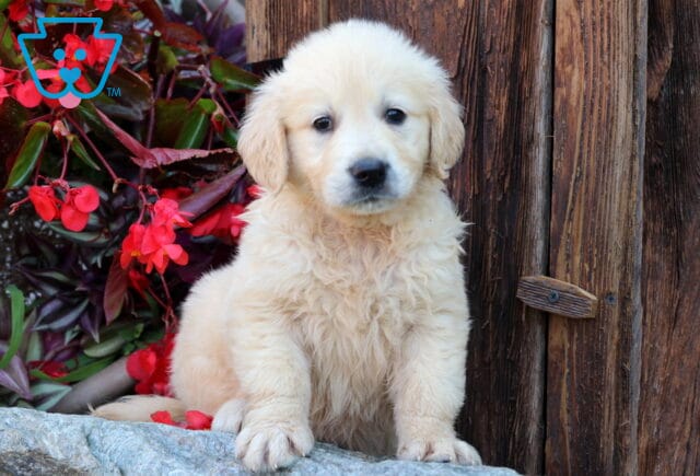 Wilma Golden image