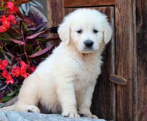 Winks Golden
