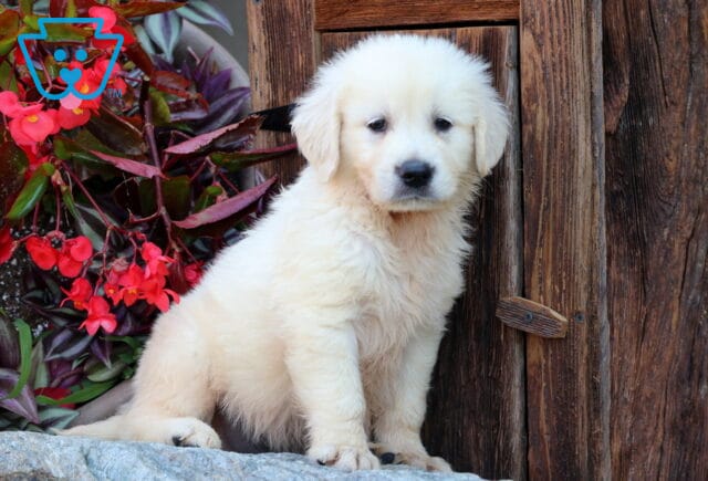 Winks Golden image