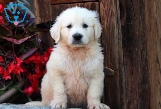 Winks Golden2 image