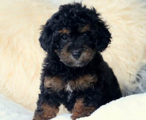 Winnie Cavapoo