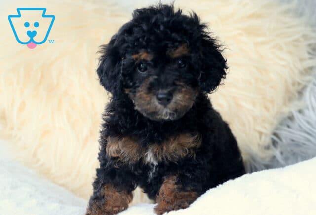 Winnie Cavapoo image