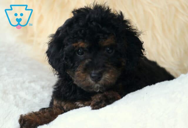 Winnie Cavapoo2 image