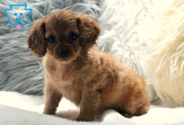 Winter Cavapoo image