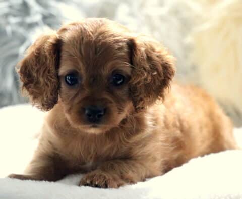 Winter Cavapoo2