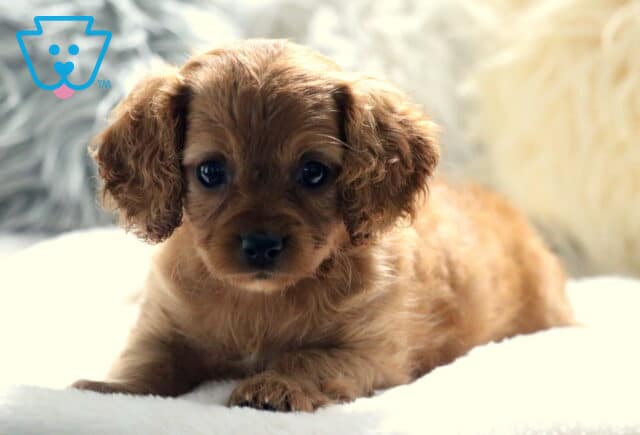 Winter Cavapoo2 image
