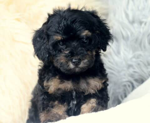 Wish Cavapoo2