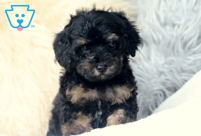 Wish Cavapoo2 image