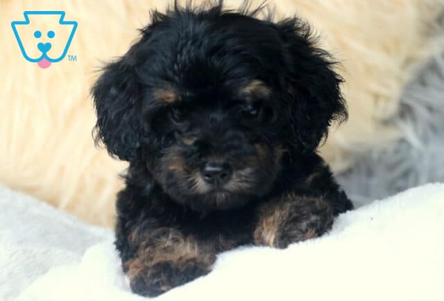 Wish Cavapoo3 image