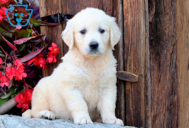 Wish Golden image
