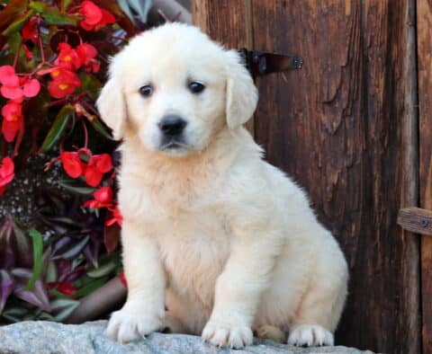 Wish Golden2