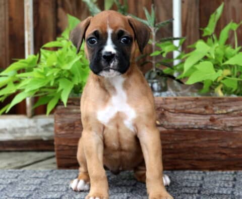 Charming Boxer puppy with a white chest and black snout sits on a blue textured rug in front of a wooden planter filled with bright green leaves.