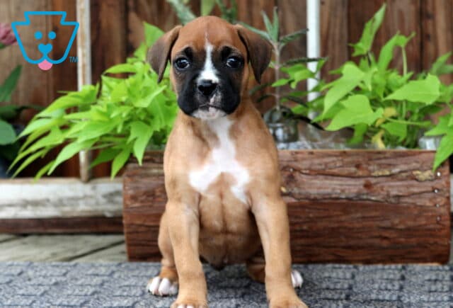 Charming Boxer puppy with a white chest and black snout sits on a blue textured rug in front of a wooden planter filled with bright green leaves. image
