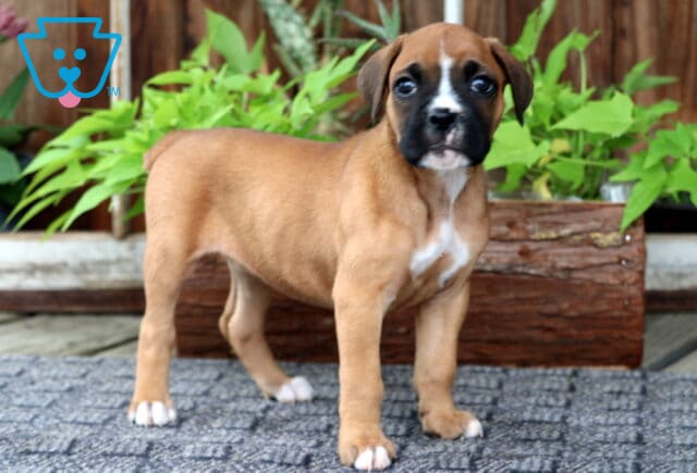 Curious Boxer puppy with a white chest and black-and-white muzzle stands on a textured rug in front of a wooden planter filled with green leafy plants. image