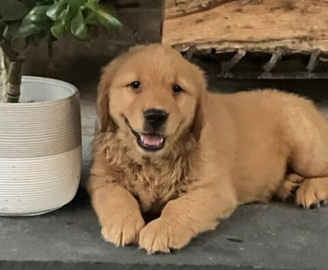 Ace Golden Retriever Update