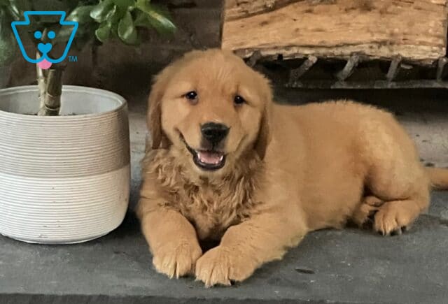 Golden Retriever puppy lying down indoors with a happy expression, next to a striped white planter and a stack of firewood in the background. image