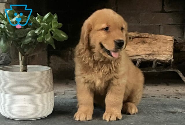 Golden Retriever puppy sitting near a fireplace with its tongue out, looking to the side, next to a small potted plant. image