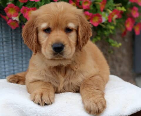 Aden Golden