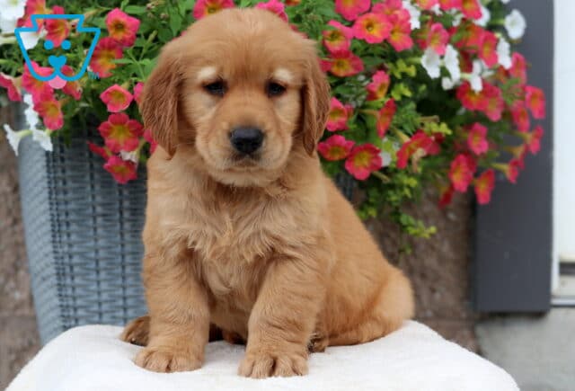 Aden Golden2 image