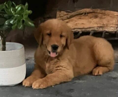 Alby Golden Retriever Update
