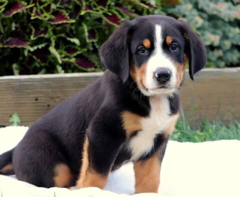 Greater Swiss Mountain Dog puppy sitting on a white blanket outside, gazing softly at the camera with a calm and gentle expression.
