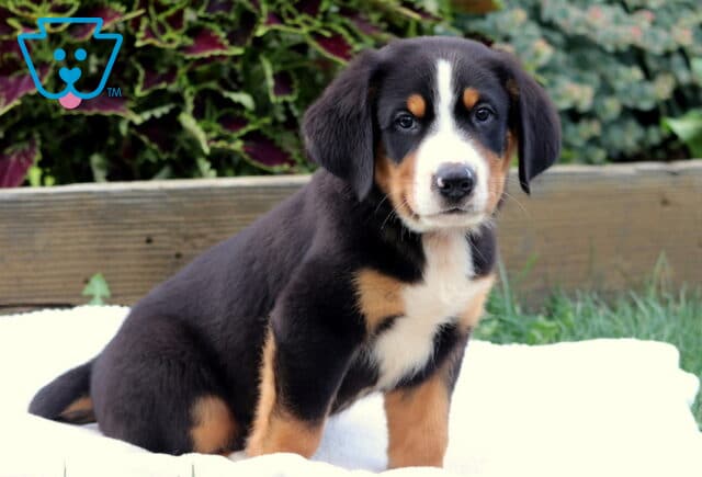 Greater Swiss Mountain Dog puppy sitting on a white blanket outside, gazing softly at the camera with a calm and gentle expression. image