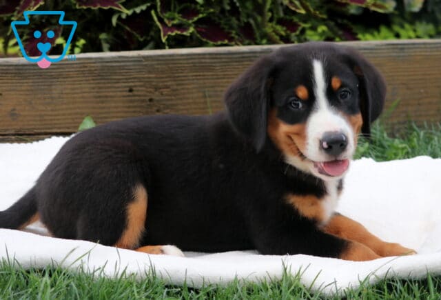 Adorable Greater Swiss Mountain Dog puppy lying on a soft white blanket in the grass, looking back with a cheerful expression and a happy, slightly open mouth. image