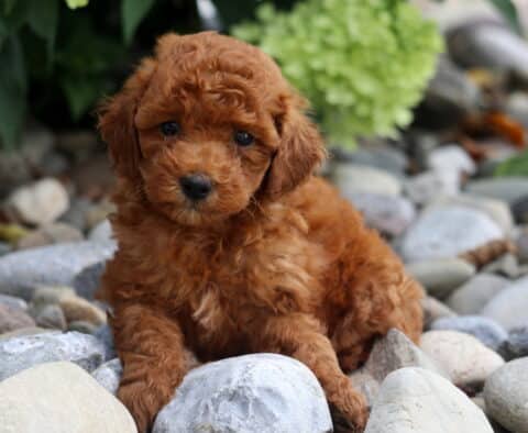 Alyssa Toy Poodle