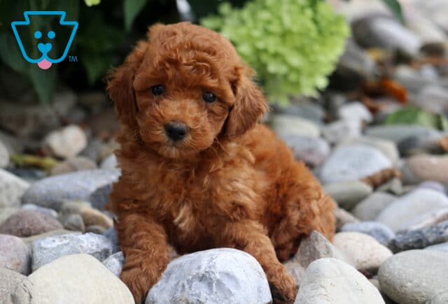 Alyssa Toy Poodle image