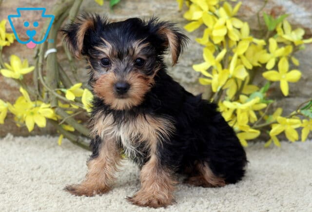Angel Yorkie image