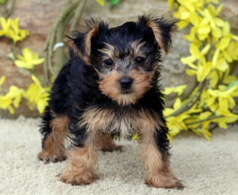 Angel Yorkie2